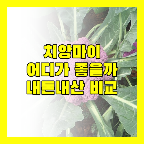 치앙마이 호텔 어디가 좋을까? 수미타야 vs R2 호텔! 내돈내산 비교 분석!
