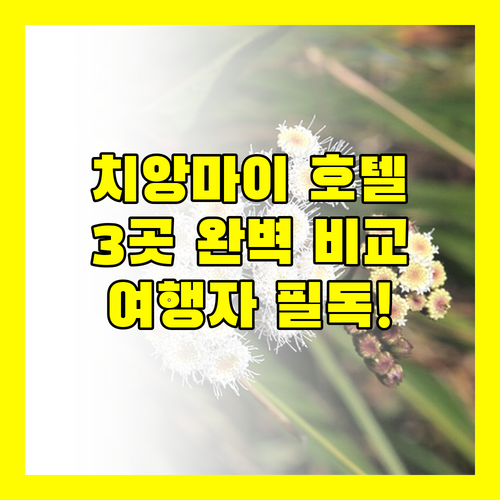 치앙마이 여행자를 위한 추천 호텔 페퍼리 힐스 호텔, R2 호텔, 위 터미널 호텔 완벽 분석